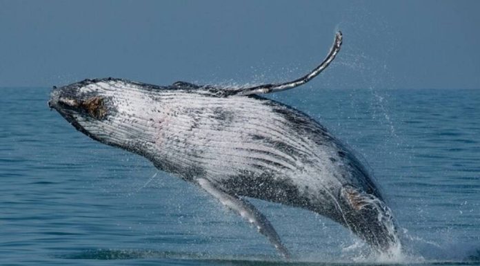 VÍDEO: Baleia é flagrada respirando na superfície do mar de Ilhabela (SP)