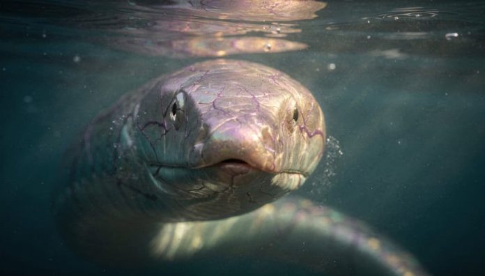 Como as cobras marinhas conseguem respirar mesmo no meio do oceano