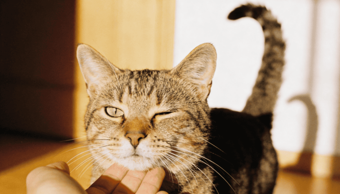 Os sinais discretos que os gatos usam para dizer que amam os donos sem precisar de miados