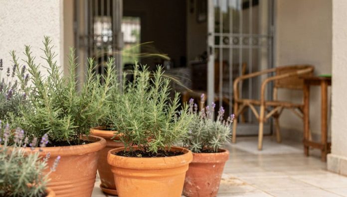 Plantas podem espantar escorpiões da casa ou é apenas mito?