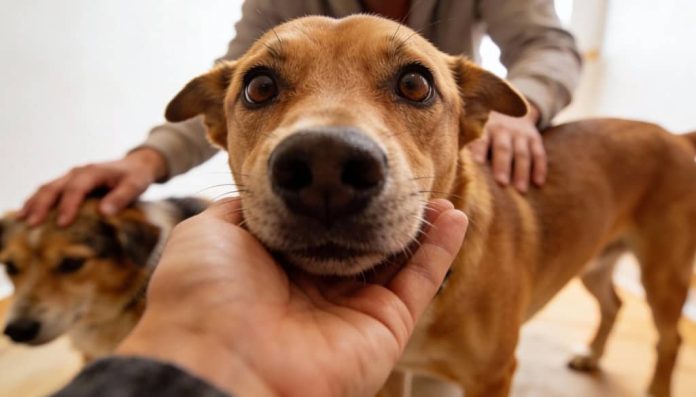 Por que o cachorro morre de ciúmes quando a gente faz carinho em outro bicho