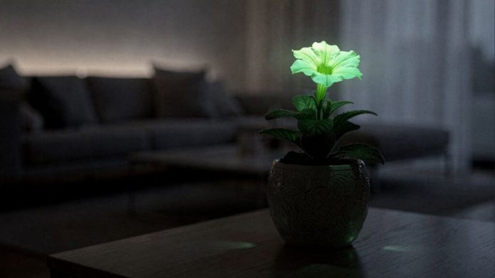 A planta que brilha no escuro e pode decorar a sala de casa