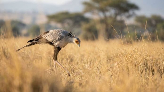 A ave que mata cobras com um chute no rosto e surpreende cientistas
